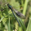 IMG_0203 Calopteryx splendens male